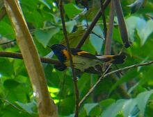 American Redstart